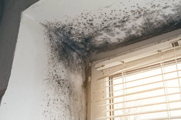 Affordable Mold Cleanup solutions in Efland, NC
